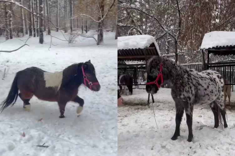    Новосибирский зоопарк пополнился новыми обитателями