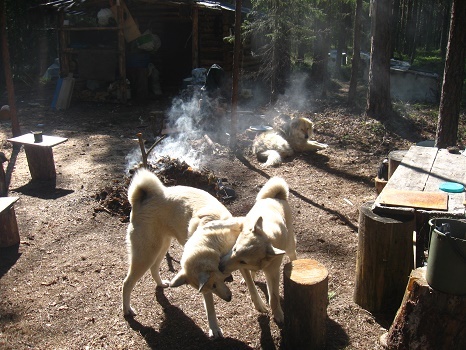 Фотографии Татьяны Немшановой. Тайга Крайнего Севера Западной Сибири ХМАО Югра Зауралье Приполярный Урал, Таёжное безмолвие, таёжная жизнь специфична и не только. Лайки севера России.