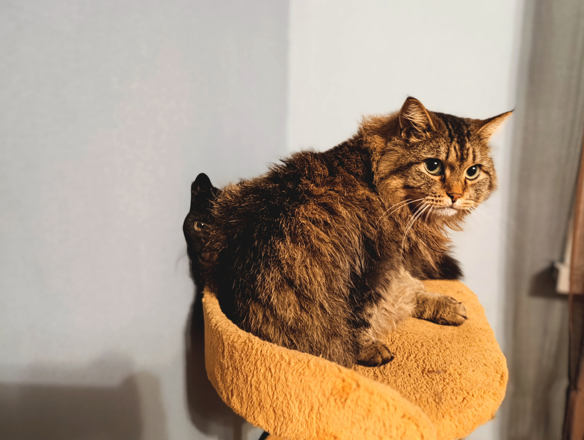 Кот Мася: что? чёрный? какой чёрный? не видел никакого чёрного. в другом месте поищи!