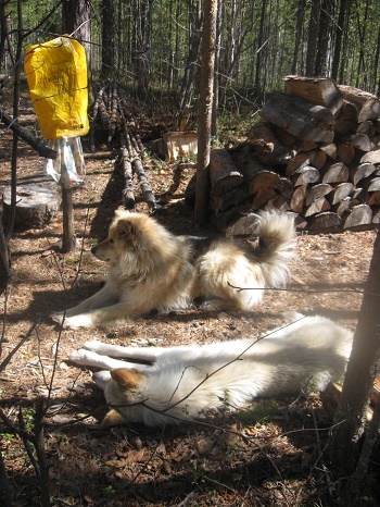 Фотографии Татьяны Немшановой. Осень таёжная. Лайки севера России. Таёжное зимовье. Таёжная жизнь. Таёжная быль охотничьи рассказы.