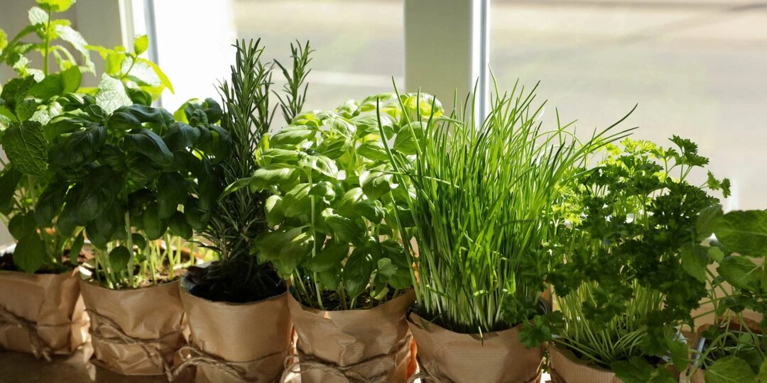 Лучшие растения для очищения воздуха: выращиваем натуральные фильтры на подоконнике