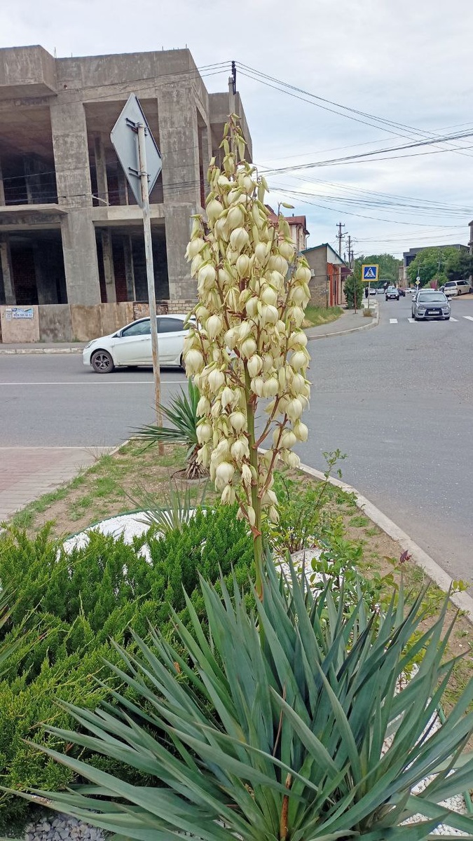 Юкка из Дагестана