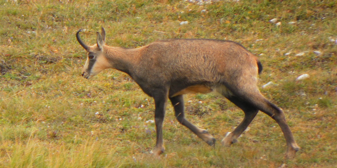 Гора Оштен на плато Лаго-Наки. Мне очень повезло!