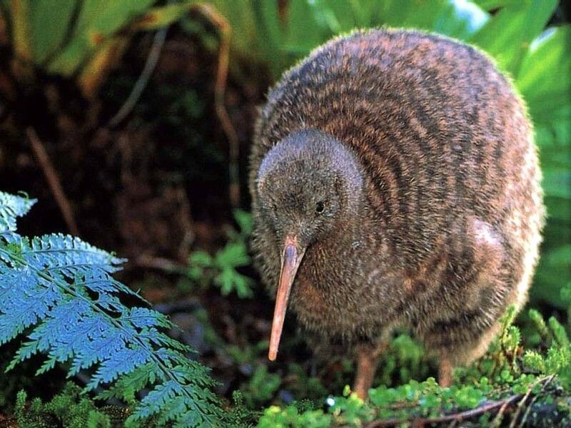 Если погладить киви, покажется, что это кошка, а не птица.