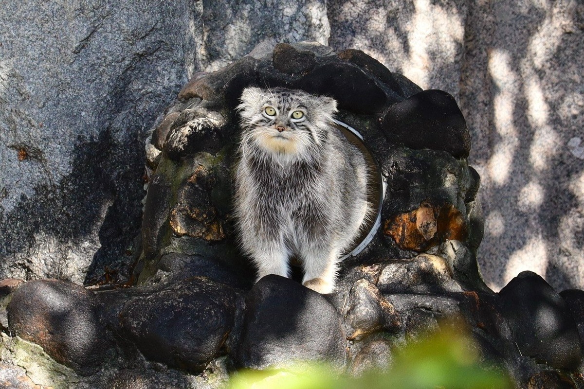   История манула Тимофея скоро может получить новое, семейное продолжение