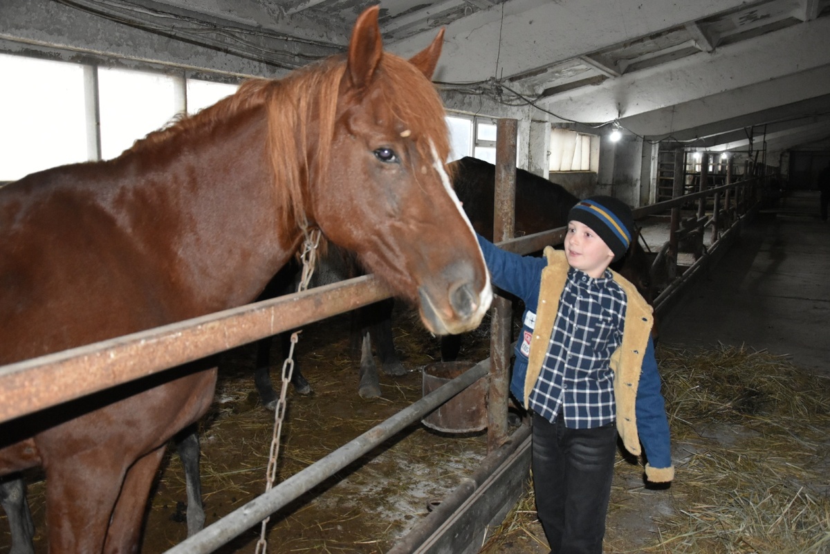 В хозяйстве Фейзуловых имеются и лошади, чтобы не бегать по полям