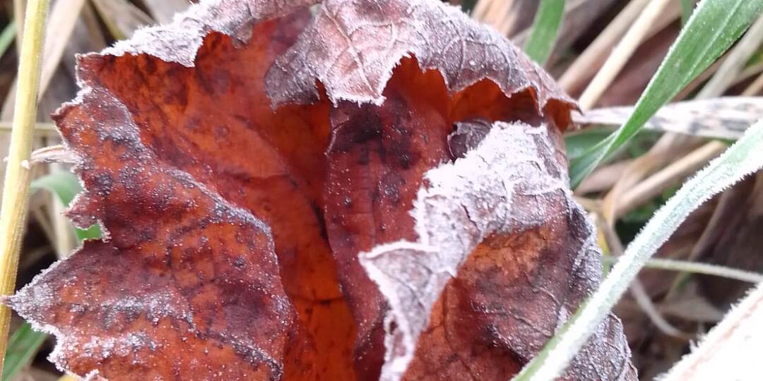 Иней на увядших осенних листьях: волшебство в каждом кадре