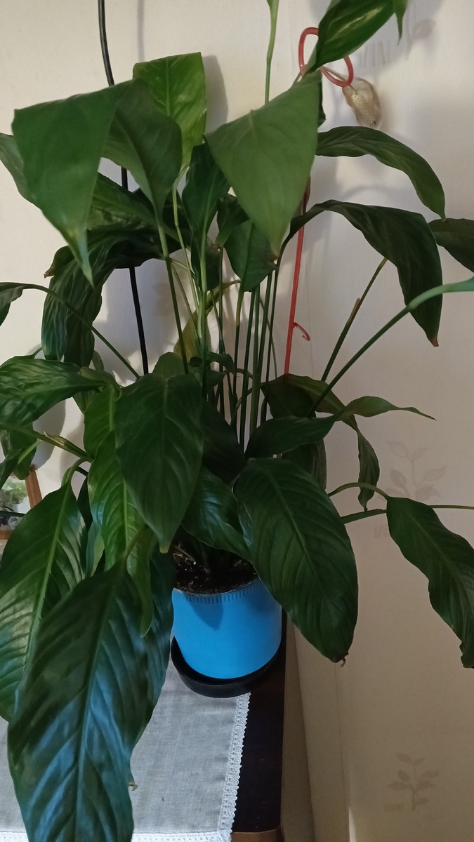 фото автора: этот цветок "женское счастье" на время перекочевал от моей сестры ко мне, ухаживаю за ним до весны, пока она лечится, в их доме он мог бы замерзнуть