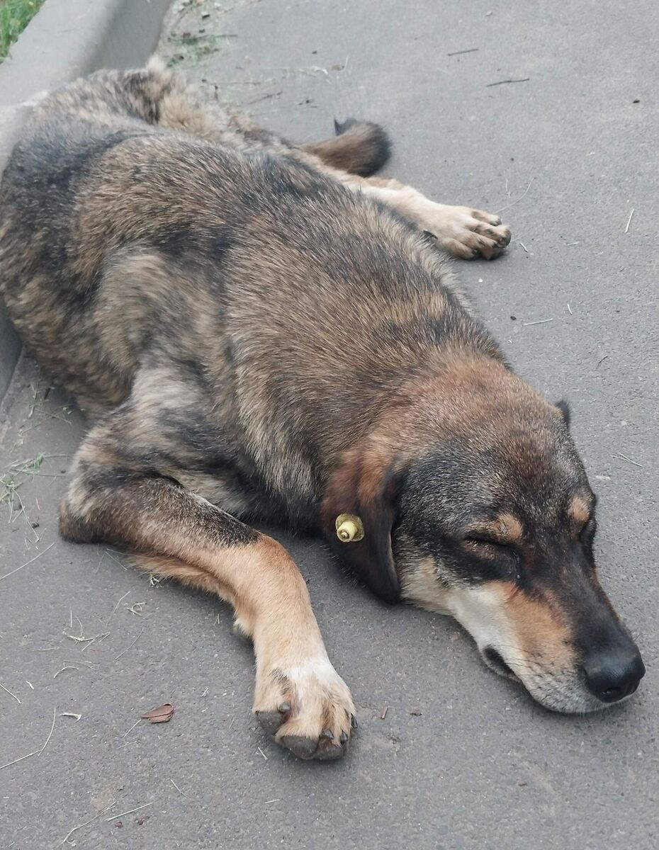 Фото из архива волонтёров