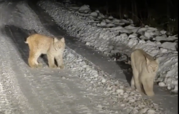 Рысье семейство устроило фотосессию на дороге в Республике Алтай