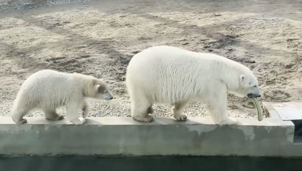    Фото: Пермский зоопарк Полина Анкушина