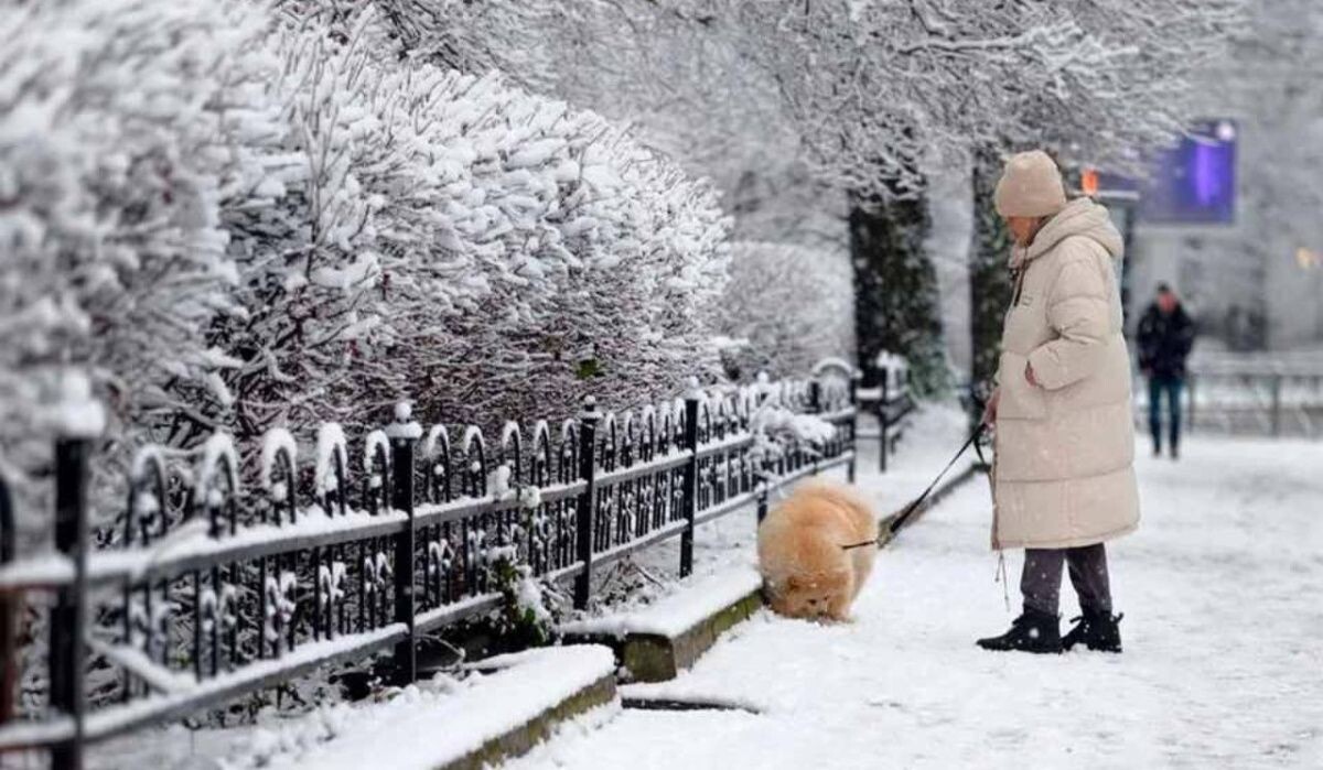     Женщина гуляет с собакой. Источник: spb.kp.ru Автор фото: Алексей Булатов