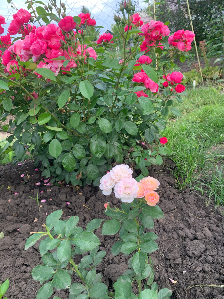 Роза Ангела и Буке Парфе. Все фото автора