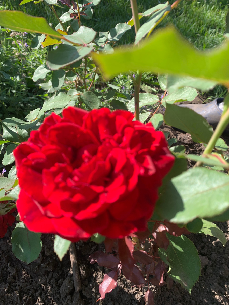 28.06.25.роза Квадра, все фото автора