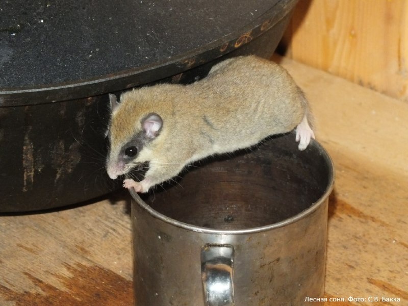 Лесная соня. Фото: С.В. Бакка