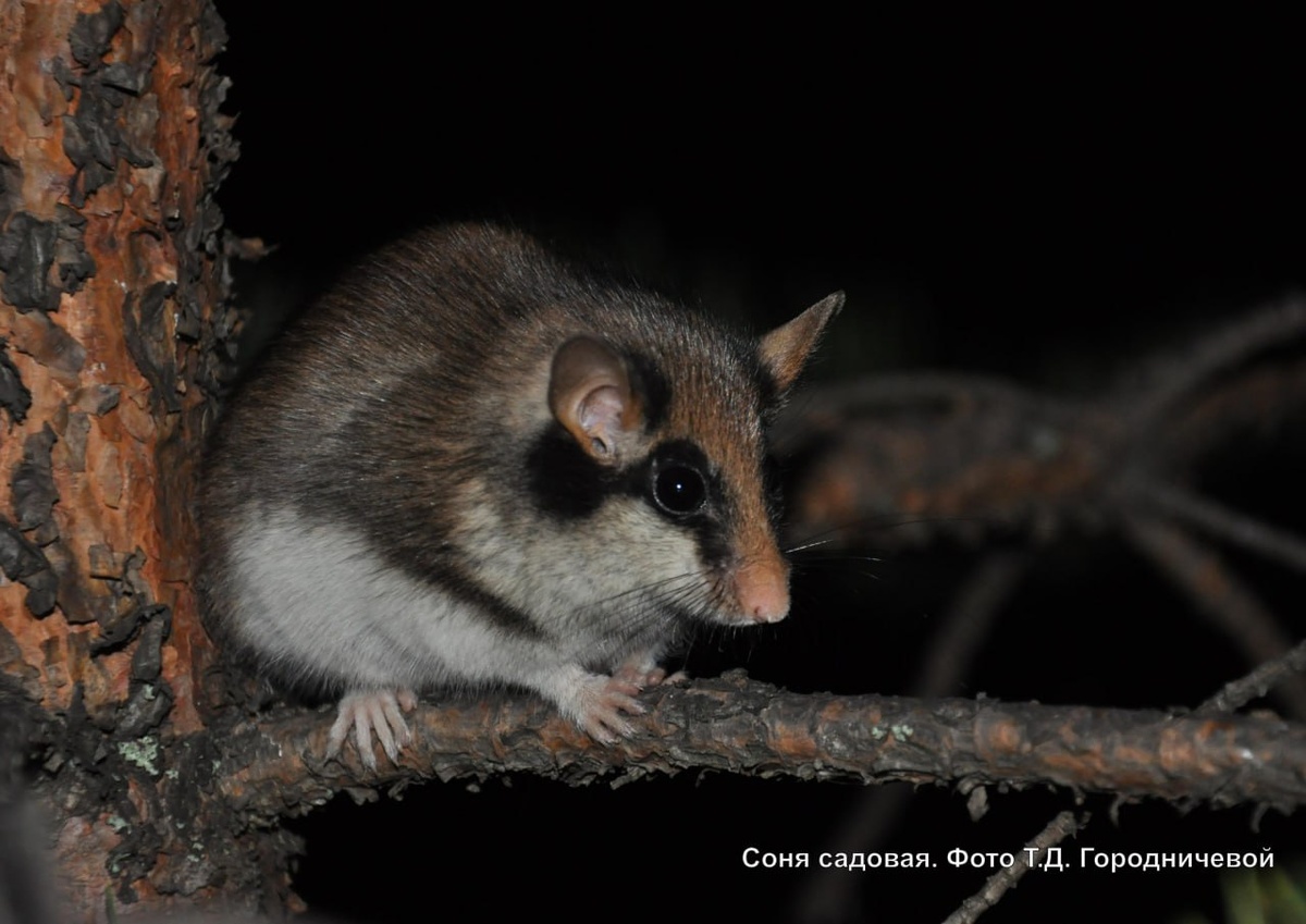 Соня садовая. Т.Д. Городничева