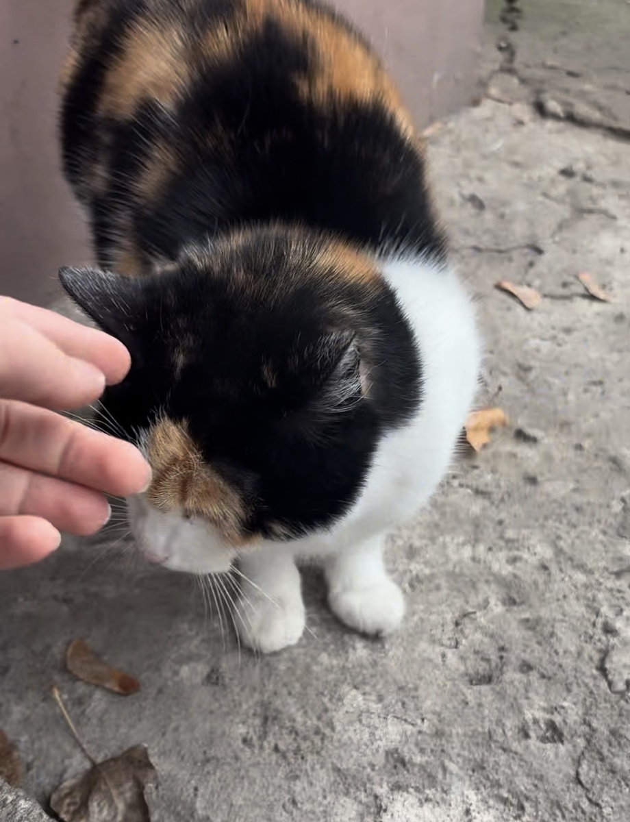 Нюся. 7 ноября 2025. Последнее фото и видео.