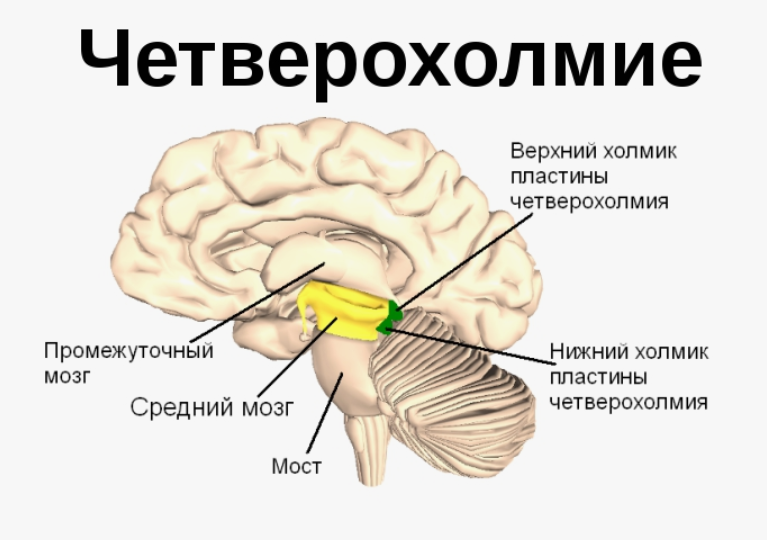 логопед - нейропсихолог Юлия Чеснокова