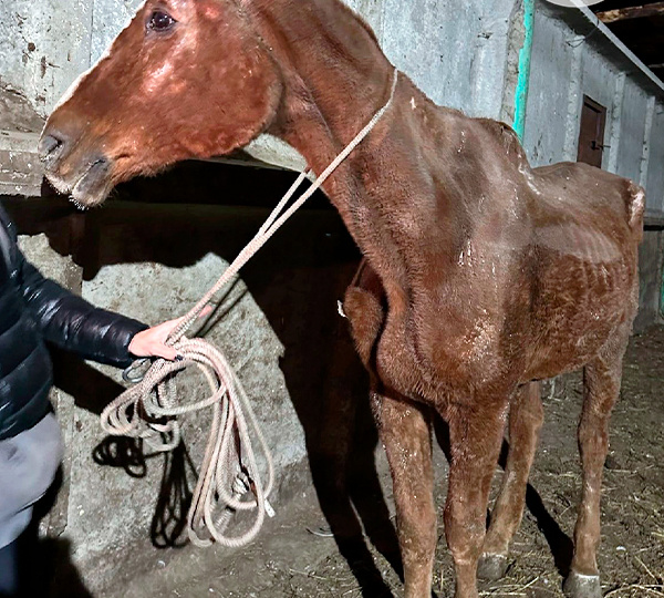 25 лет верности и бойня: история спасения коня Юлия