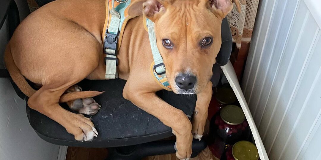 Ростов на Дону на проспекте 40 лет победы(Александровка) нашли щенка похож на Стаффа в шлейке временно придержали ищем хозяев