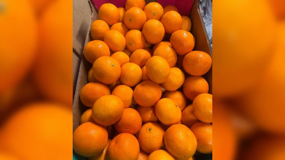 Фото: пресс-служба Северо-Западного межрегионального управления Россельхознадзора