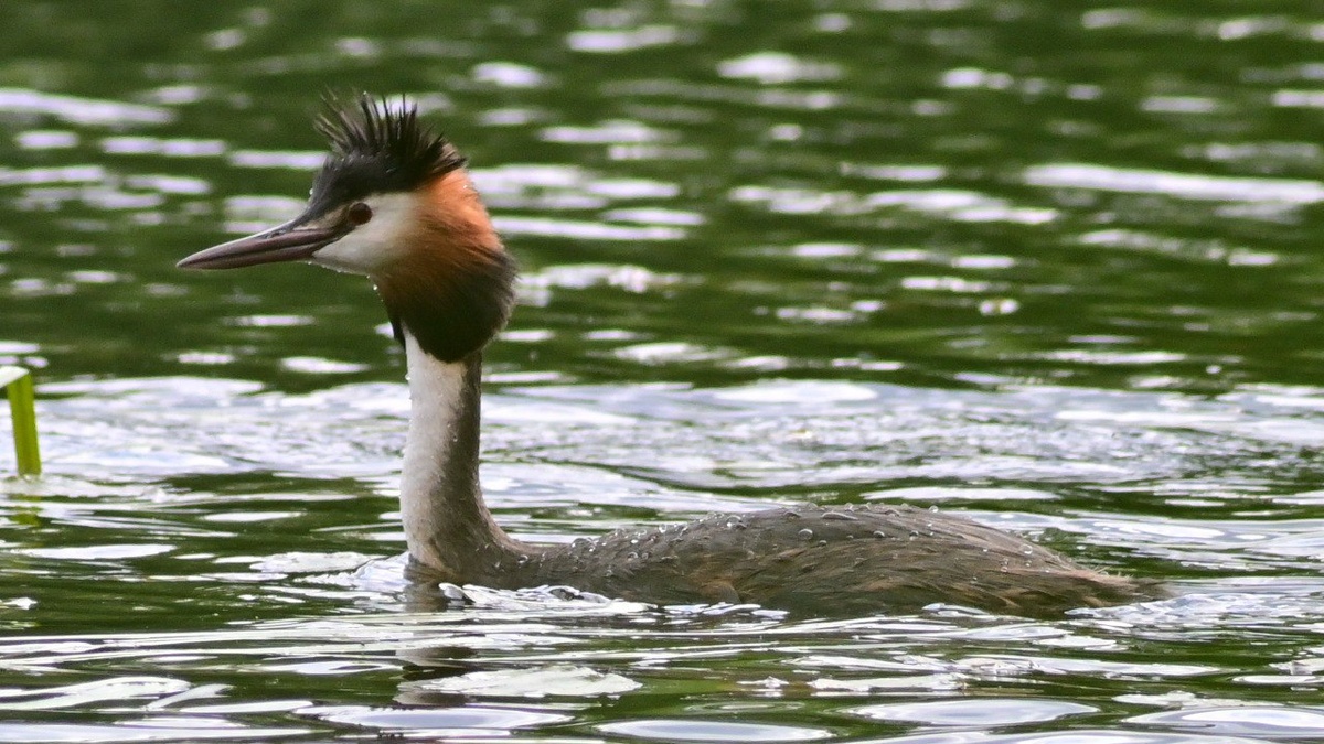 Чомга. Фото: В. Захаров