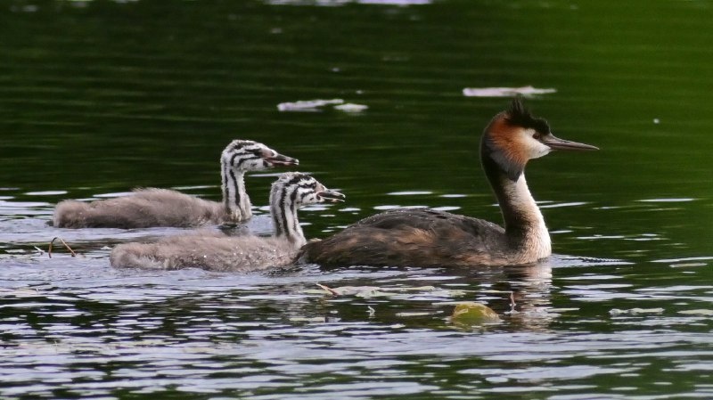 Чомга с птенцами. Фото: В. Захаров