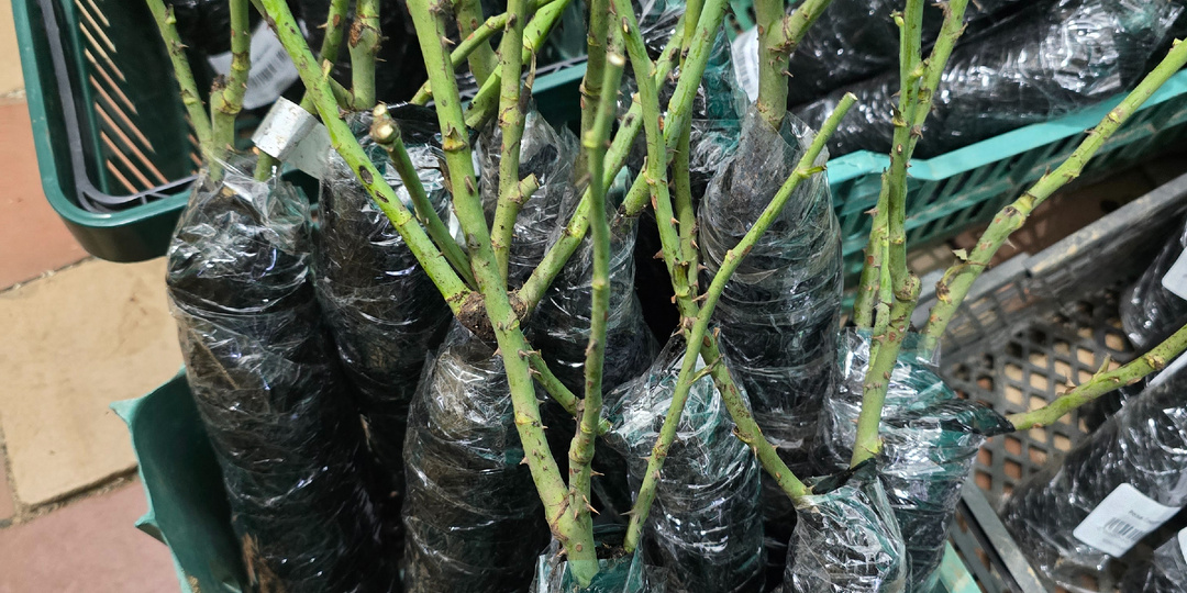 Новый день, новые розы! Топ 10 сортов, которые точно стоит посадить! Показываю саженцы