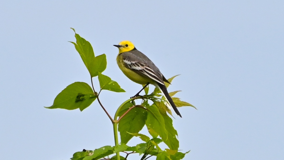 Жёлтоголовая трясогузка. Фото: Всеволод Захаров