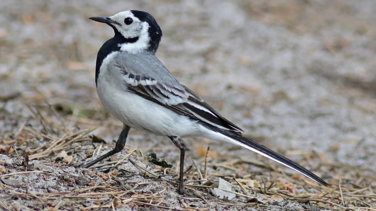 Белая трясогузка. Фото: Всеволод Захаров