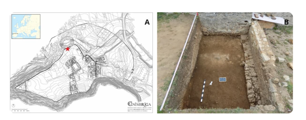 Фото: C. Oliveira et al., 2025