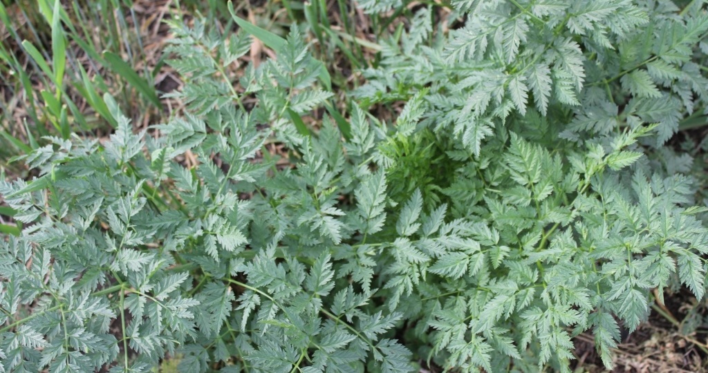 Осторожно, кокорыш: чем он опасен и как бороться?