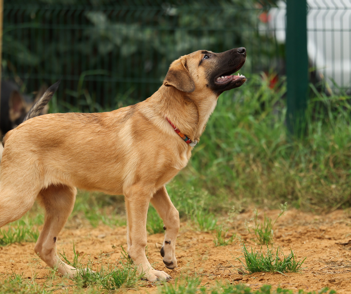 А вы чё не кинологи?