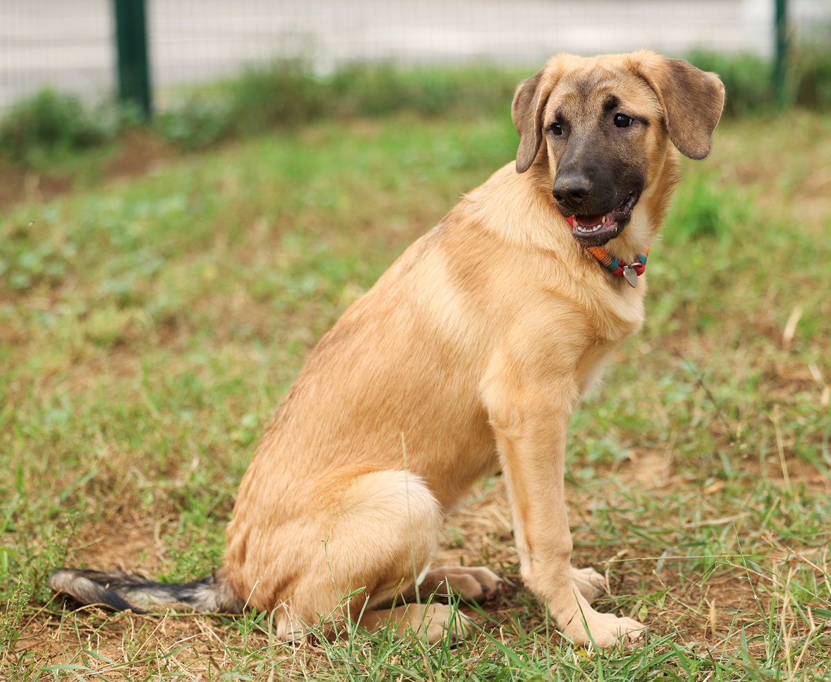 Одни плюсы у меня! Погладить - наклоняться до земли не надо. Раз и погладил:)