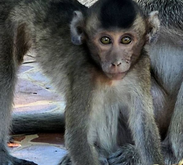 Милая обезьянка - Так ли это?
