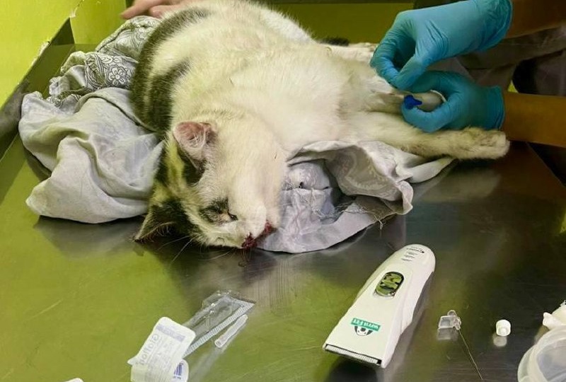 СРОЧНО ИЩЕМ ХОЗЯИНА СБИТОЙ КОШКИ , РЕПОСТ