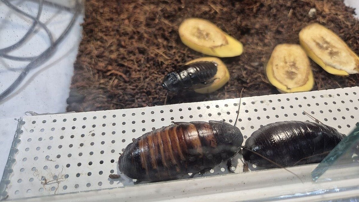    Фото: телеканал «Краснодар»