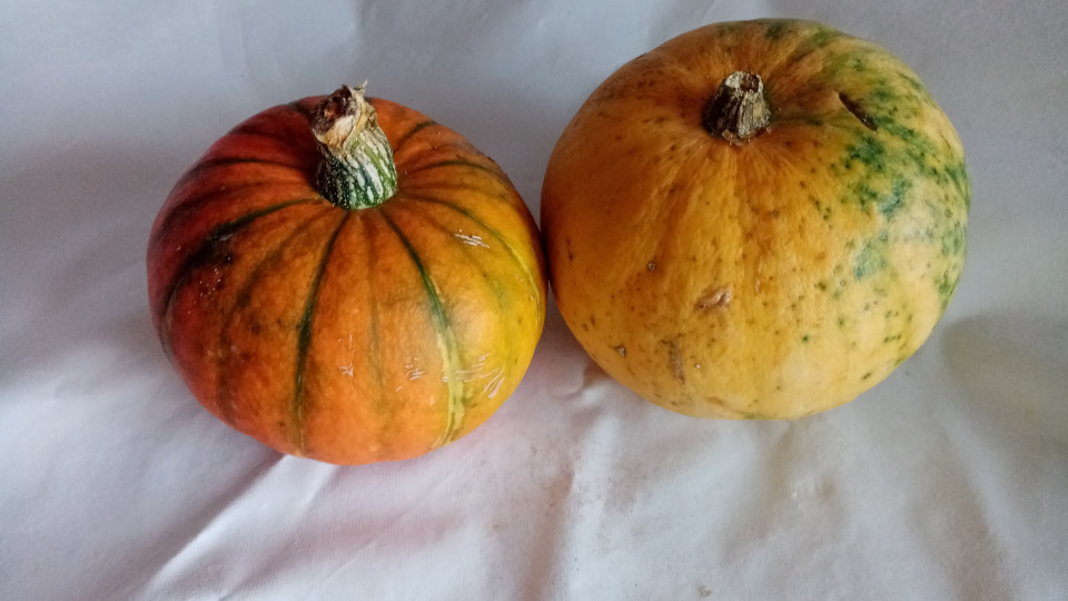 Тыквы для переработки