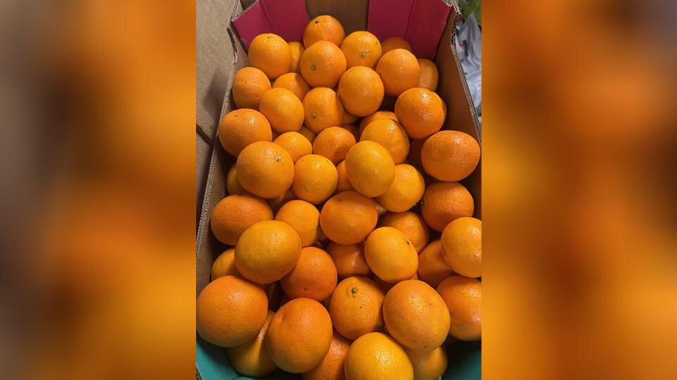    Фото: пресс-служба Северо-Западного межрегионального управления Россельхознадзора