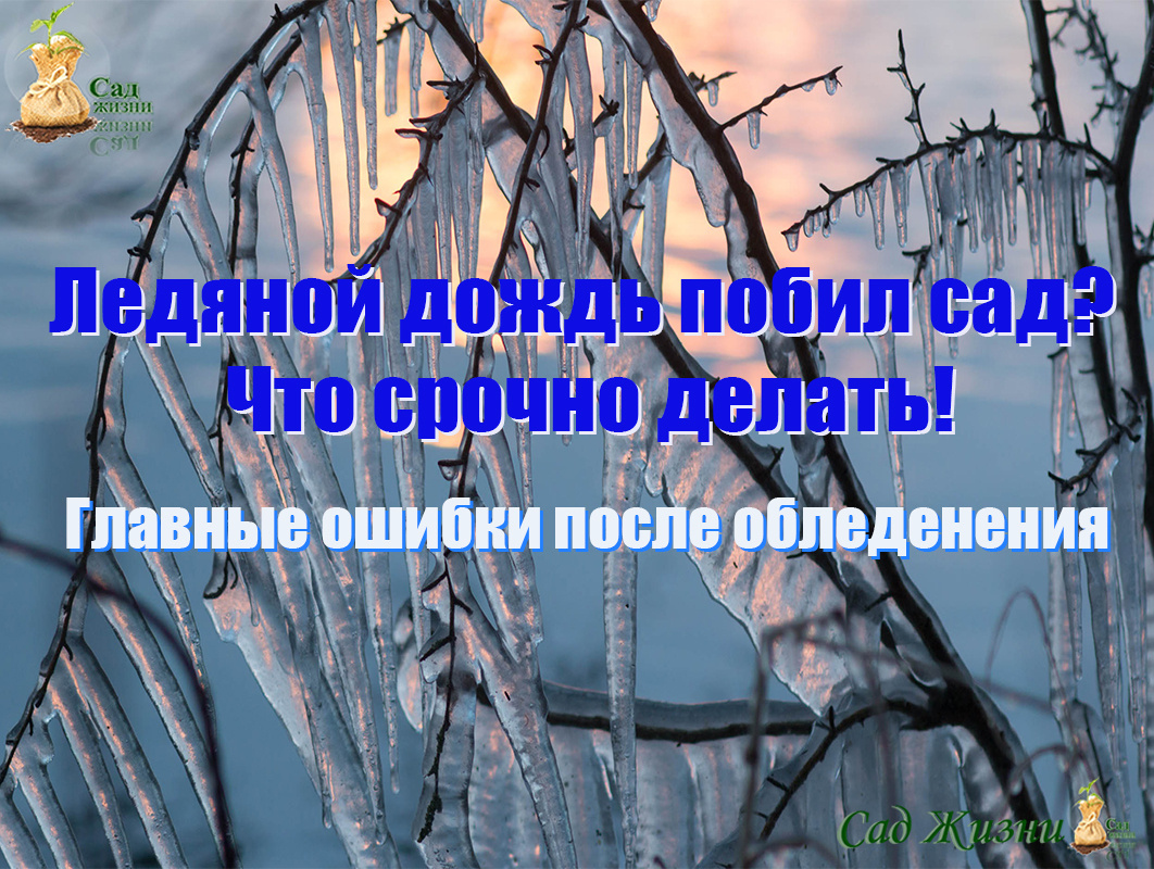 Главные ошибки в действиях садоводов после ледяного дождя