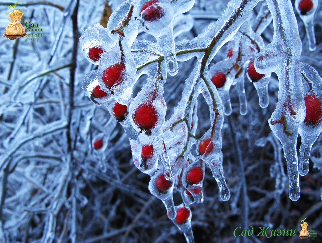 Главные ошибки в действиях садоводов после ледяного дождя