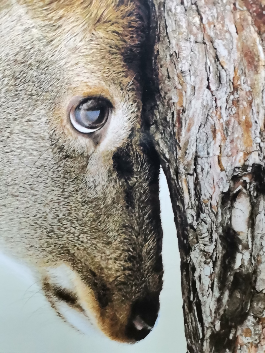 Даже животные иногда о чём-то задумываются, общаясь с деревьями на энергетическом уровне! Фрагмент фото с фотофестиваля дикой природы в Москве, Новая Третьяковка,  ноябрь 2025 года.