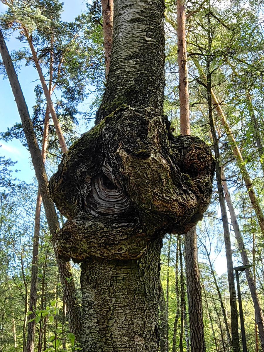 Фото: дерево в лесу вдоль Рублево-Успенского шоссе под Москвой