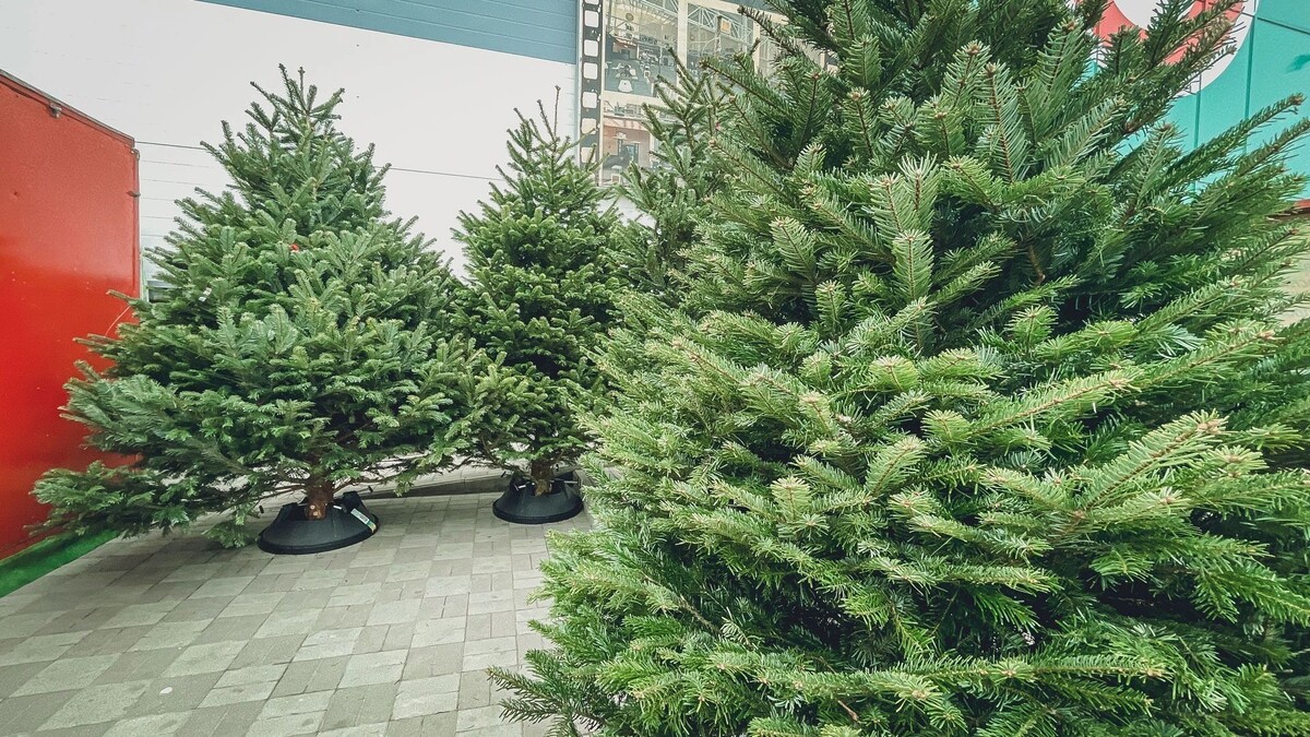     Источник: 1MI