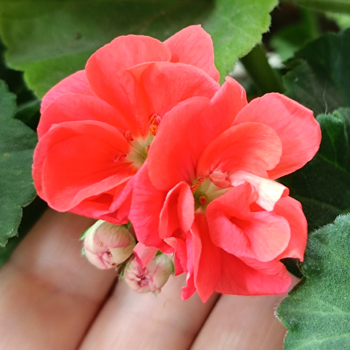 Вот такие красные "ромашки"