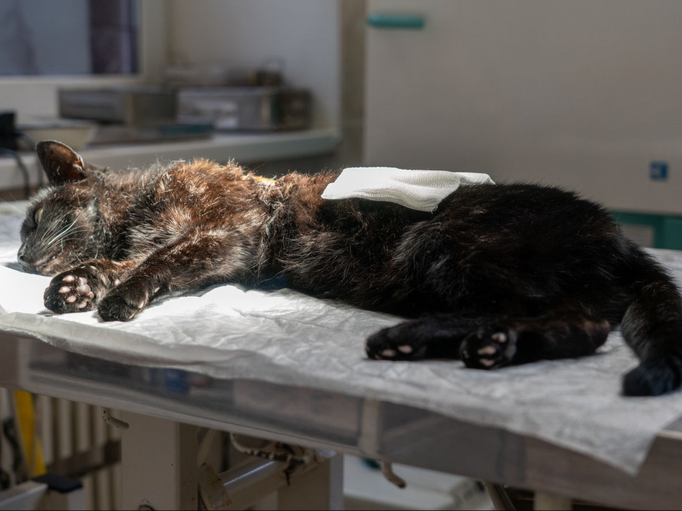    Фото: медиасток.рф