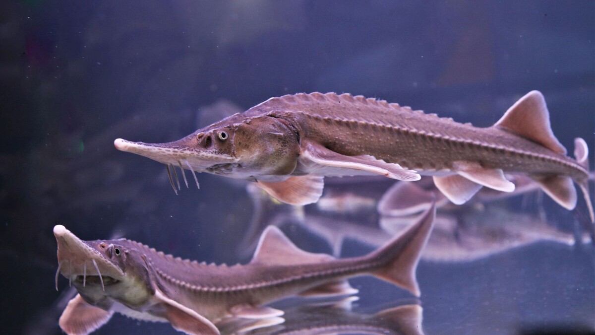    Фото: Arunee Rodloy/Shutterstock/Fotodom