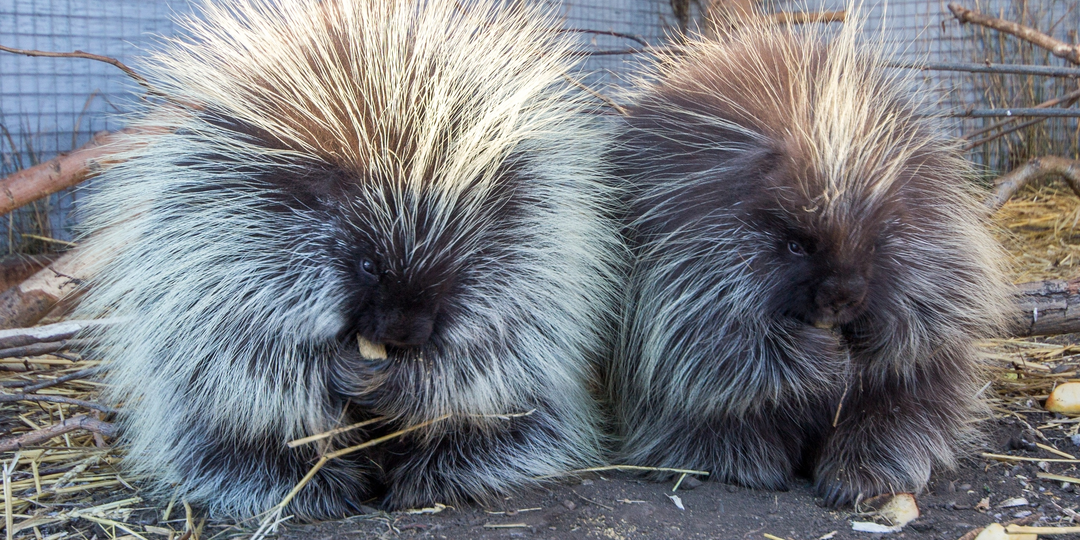 Поркупин: Этот пушистик превратит собаку в решето. Смертельно опасный зверь, о котором мало кто знает