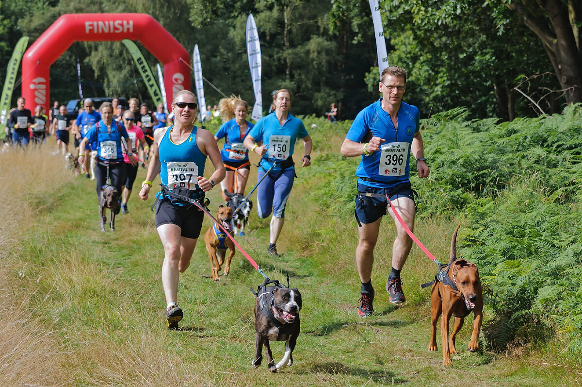 Это каникросс. Примерно так и выглядит использование резинки на рогейне. Только вместо собаки - человек