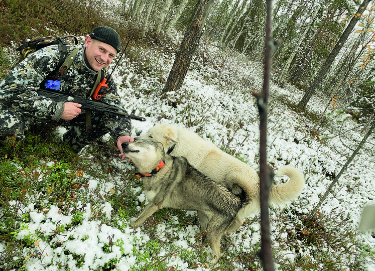 Сметая все на пути зверь кинулся в болото. Охота на лося с собаками